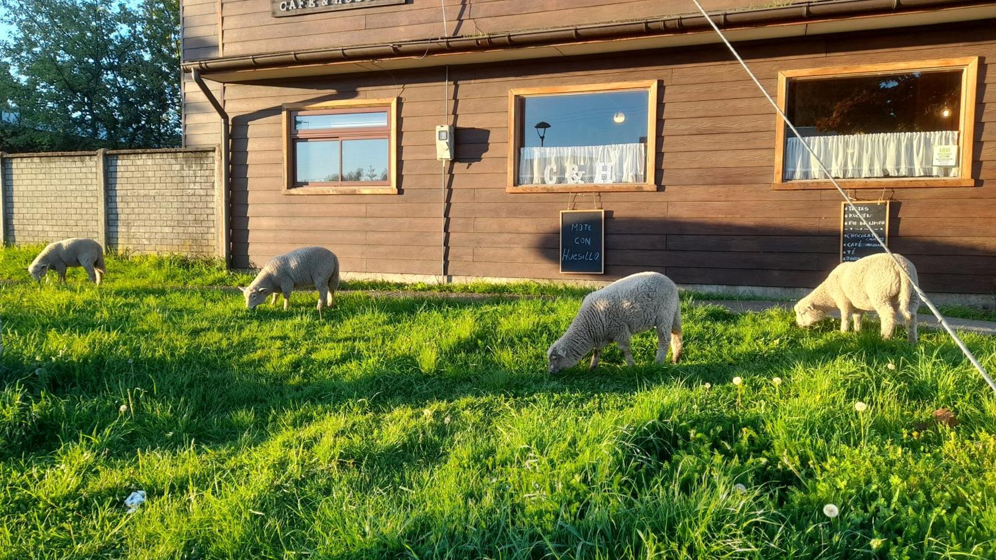 Cafe & Hostal Acurruka Curacautín Eksteriør bilde